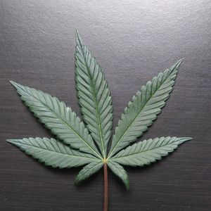 Meet your Posher, Shawn